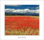 primavera primavera