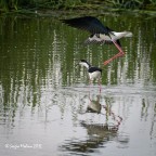 Ti prendo!!!! Ti prendo!!!!