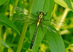 gomphus vulgatissimus female Linnaeus 1758 gomphus vulgatissimus female Linnaeus 1758