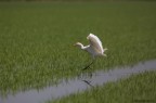 Airone Guardabuoi - Bubulcus ibis Linnaeus Airone Guardabuoi - Bubulcus ibis Linnaeus