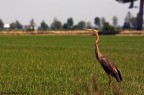 Airone rosso - Ardea purpurea Airone rosso - Ardea purpurea