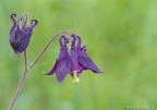 Aquilegia Aquilegia