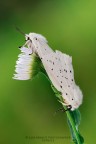 Spilosoma lubricipedum Spilosoma lubricipedum