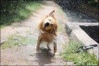 Dog wash 2