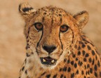 Namibia Ghepardo