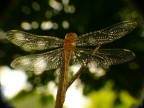 Oggi siamo stati in gruppo alla Selva di Paliano vicino Roma ed abbiamo trovato...bella roba :)