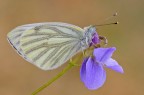 Pieris napi Pieris napi