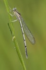 Coenagrion Puella (?) Coenagrion Puella (?)