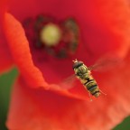 atterraggio atterraggio