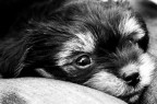 cucciolo