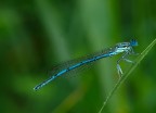 coenagrion o platycnemenis pennpipes? coenagrion o platycnemenis pennpipes?