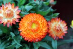 fiore fiore