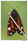 Arctia villica Arctia villica
