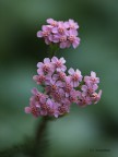 Achillea millefoglie Achillea millefoglie