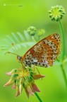 Melitaea didyma (Esper 1779) Melitaea didyma (Esper 1779)