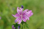 un fiore ( di cui purtroppo non s il nome) al parco