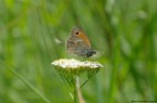 una farfalla su un fiore