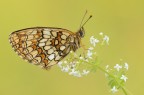 Melitea athalia Melitea athalia