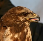 buteo buteo profile buteo buteo profile