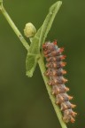 Zerynthia Cassandra