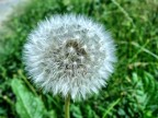 Canon PowerShot SX100 IS - 1/500 - iso 80 - f/5 - focale 6 mm