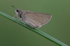 Farfallina Farfallina