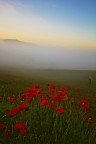 Alba Alba