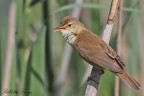 Cannaiola(Acrocephalus scirpaceus) Cannaiola(Acrocephalus scirpaceus)