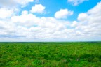 un mare verde un mare verde