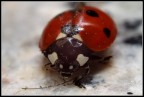 Coccinella Coccinella