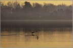 volo di cormorani
