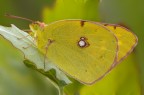 Colias...ambientata Colias...ambientata