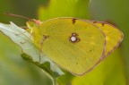 Colias...ambientata
Dati exif:
ISO 100 - f/14 - 1/13 sec. - luce naturale - cavalletto - scatto remoto


[url=http://img20.imageshack.us/img20/8059/coliasambientatahr1800.jpg] Alta risoluzione [/url]

Graditi commenti e critiche.

Max