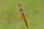 Crocothemis erythraea Crocothemis erythraea