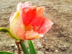 fiore :D fiore :D