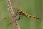 Orthetrum cancellatum Orthetrum cancellatum
