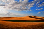 The hills of wheat .. The hills of wheat ..