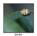 Coccinella Coccinella