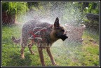 cane d'acqua !