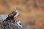 Aquila del Bonelli Aquila del Bonelli