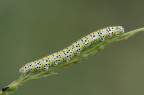 Euchloe (Euchloe) ausonia
Dati exif:
ISO 250 - f/11 - 1/25 sec. - luce naturale - cavalletto - scatto remoto


[url=http://img832.imageshack.us/img832/6377/euchloeeuchloeausoniahr.jpg] Alta risoluzione [/url]

Graditi commenti e critiche.

Max