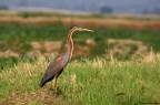 Ardea Purpurea Ardea Purpurea