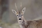Capriolo - Roebuck Capriolo - Roebuck