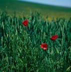 Papaveri e grano Papaveri e grano