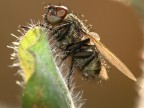mosca su foglia mosca su foglia