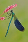 Calopteryx splendens Calopteryx splendens
