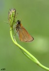 thymelicus sylvestris