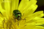 Giallo-Verde