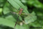 Oxygastra curtisii Oxygastra curtisii