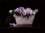 Peonie